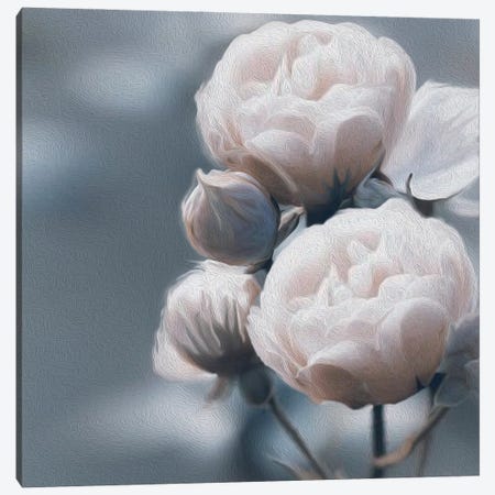 White Peony Roses Canvas Print #IVG53} by Ievgeniia Bidiuk Art Print