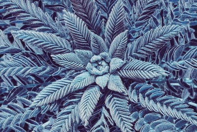 Frosty Plant by Ievgeniia Bidiuk framed wall art