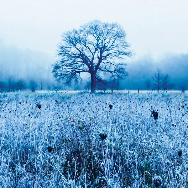 Ievgeniia Bidiuk: A Winter Morning In The Meadow by Ievgeniia Bidiuk