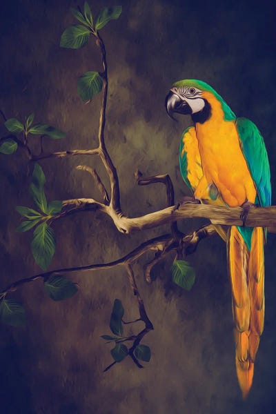 Blue And Yellow Macaw by Ievgeniia Bidiuk art print