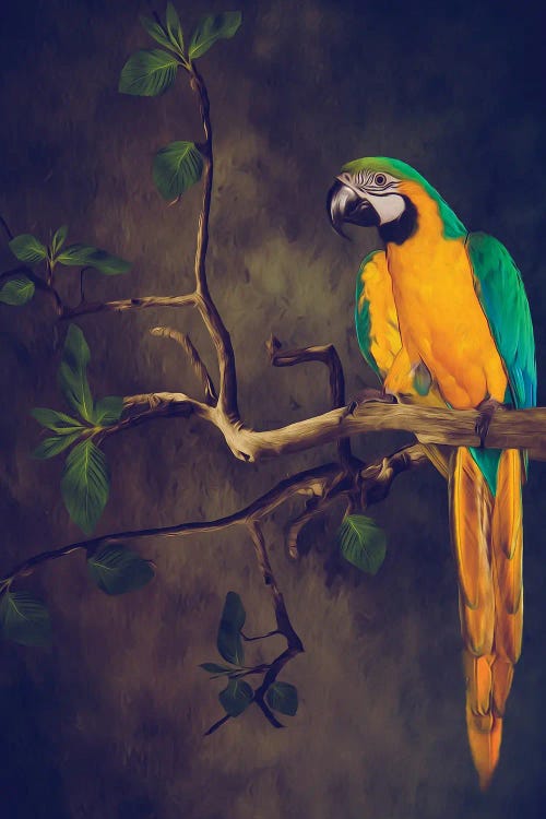 Blue And Yellow Macaw