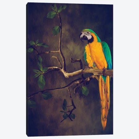 Blue And Yellow Macaw Canvas Print #IVG547} by Ievgeniia Bidiuk Canvas Wall Art
