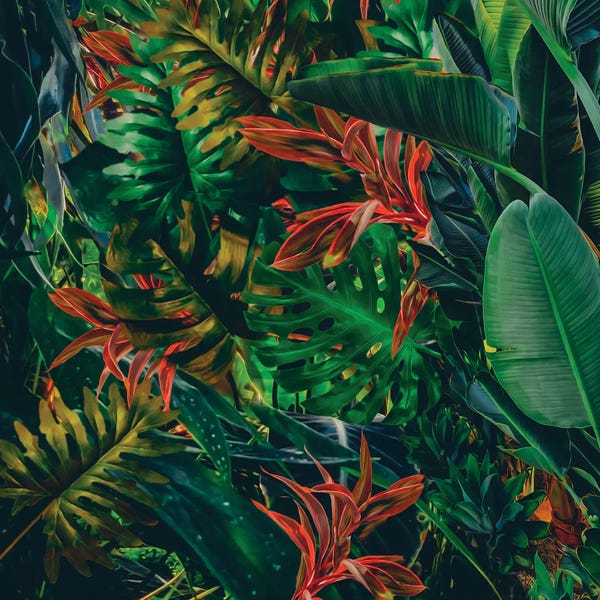 Ievgeniia Bidiuk: Tropical Leaf Assortment by Ievgeniia Bidiuk
