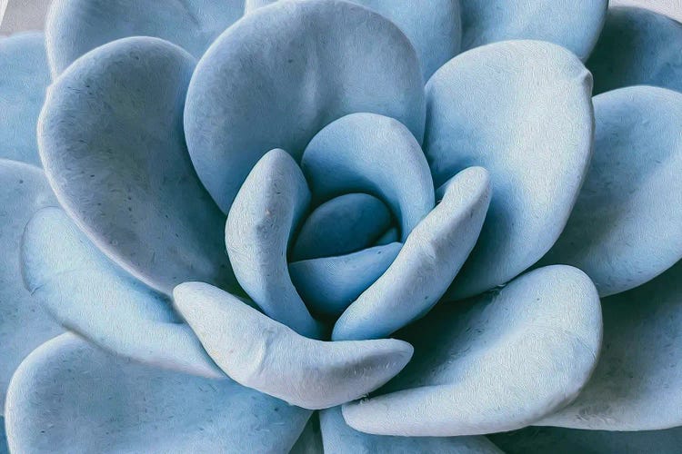 Succulent Blue