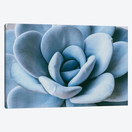 Succulent Blue Canvas Print #IVG55} by Ievgeniia Bidiuk Canvas Artwork