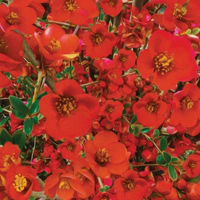 A Background Of Blooming Chaenomeles by Ievgeniia Bidiuk canvas print