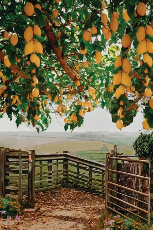 Lemon Branches Over A Wooden Fence In The Village