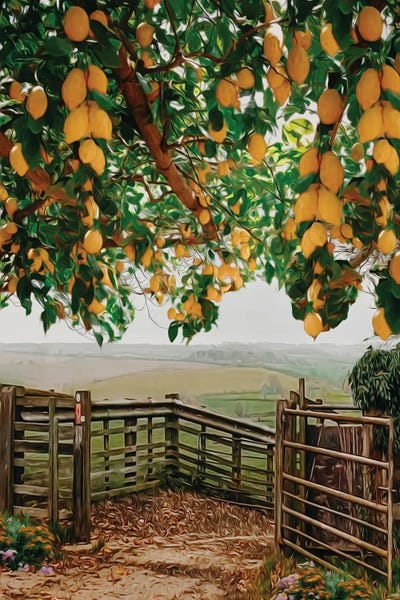 Ievgeniia Bidiuk: Lemon Branches Over A Wooden Fence In The Village by Ievgeniia Bidiuk