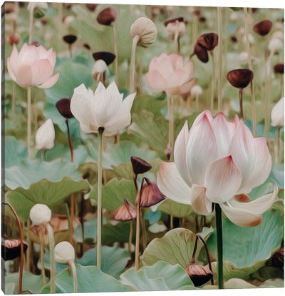 Blooming Lotus Canvas Art Print - Ievgeniia Bidiuk