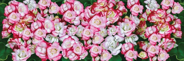 Ievgeniia Bidiuk: Background Of Pink And White Roses by Ievgeniia Bidiuk
