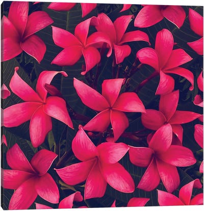 Hawaiian Plumeria Flowers Canvas Art Print - Sunset Shades