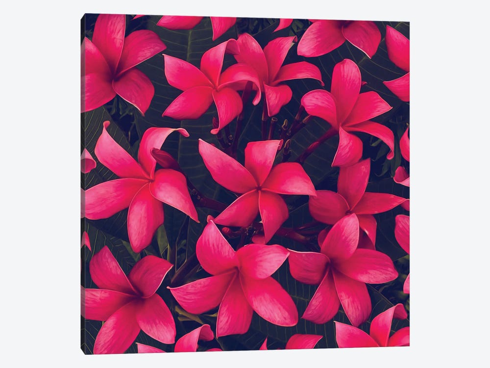 Hawaiian Plumeria Flowers by Ievgeniia Bidiuk 1-piece Canvas Art