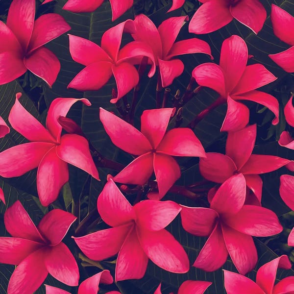 Ievgeniia Bidiuk: Hawaiian Plumeria Flowers by Ievgeniia Bidiuk