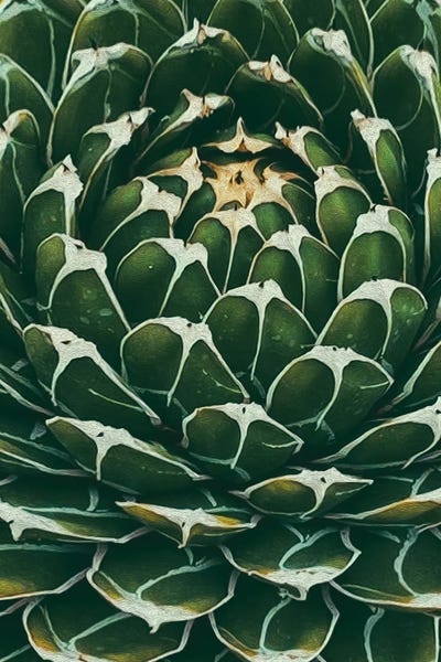 Agave Vertical Background by Ievgeniia Bidiuk acrylic art print