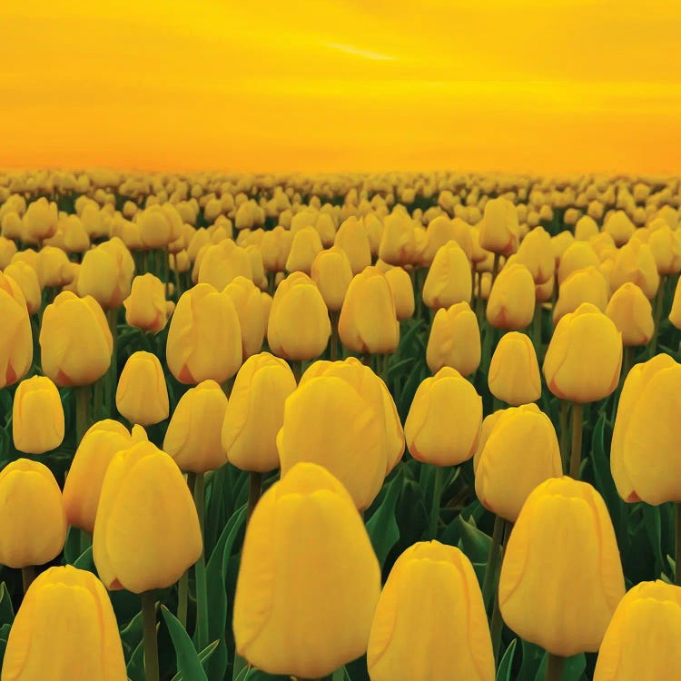 A Field Of Yellow Tulips