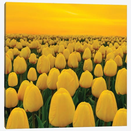 A Field Of Yellow Tulips Canvas Print #IVG588} by Ievgeniia Bidiuk Canvas Print