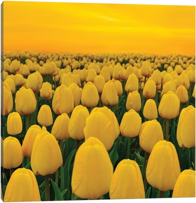 A Field Of Yellow Tulips Canvas Art Print - Sunset Shades