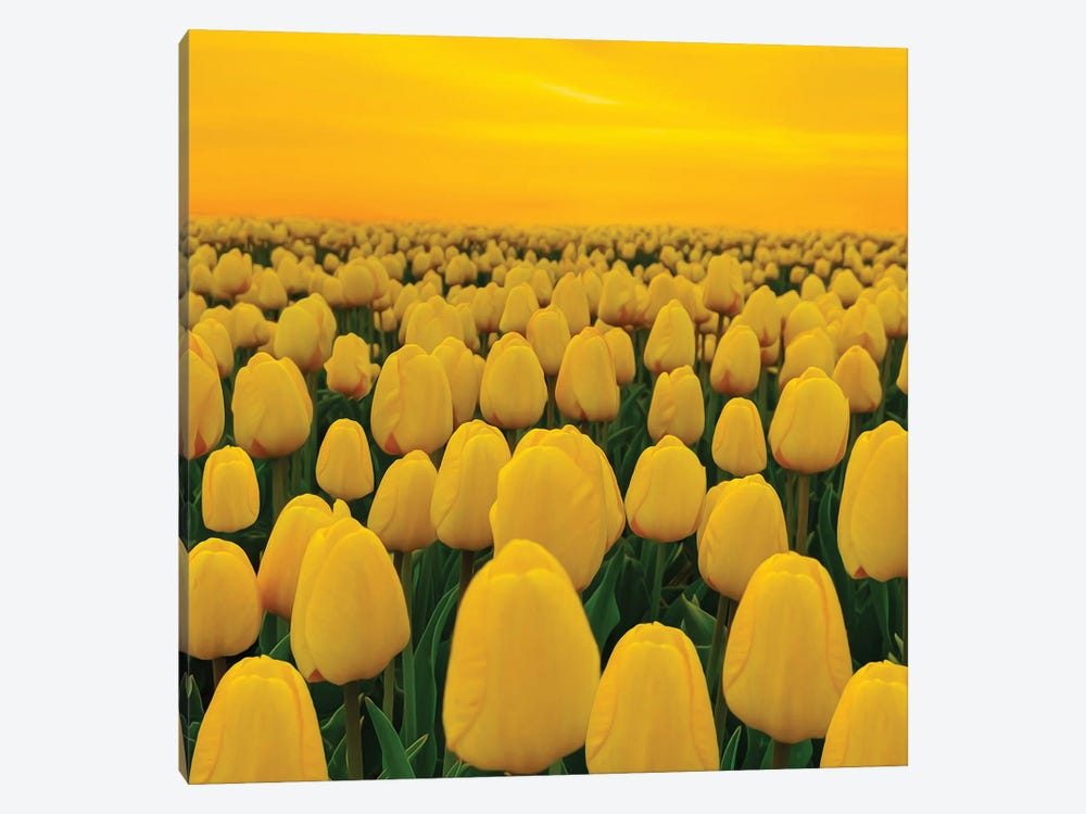 A Field Of Yellow Tulips by Ievgeniia Bidiuk 1-piece Canvas Artwork