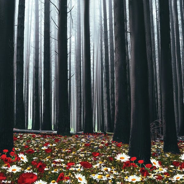 Daisies: A Glade With Blooming Poppies And Daisies In A Pine Forest by Ievgeniia Bidiuk