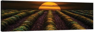 Sunset In A Lavender Field In The Fall Canvas Art Print - Lavender Art