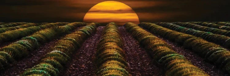 Sunset In A Lavender Field In The Fall