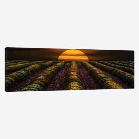 Sunset In A Lavender Field In The Fall Canvas Print #IVG602} by Ievgeniia Bidiuk Canvas Artwork