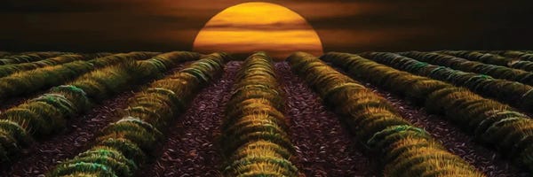 Lavender: Sunset In A Lavender Field In The Fall by Ievgeniia Bidiuk