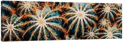 Bright Background From Cacti Canvas Art Print - Ievgeniia Bidiuk
