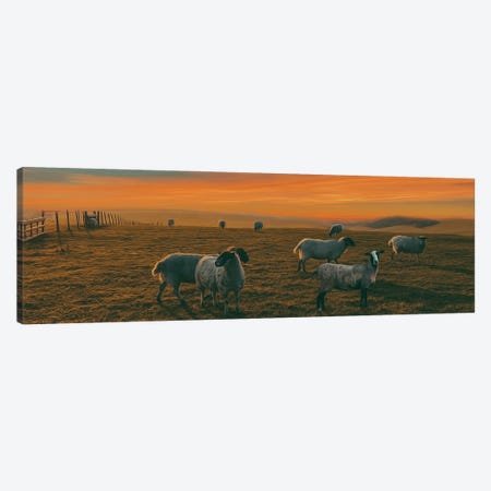 Pasture Of A Sheep Farm Canvas Print #IVG629} by Ievgeniia Bidiuk Canvas Wall Art