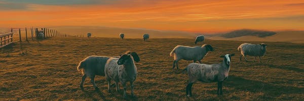 Ievgeniia Bidiuk: Pasture Of A Sheep Farm by Ievgeniia Bidiuk