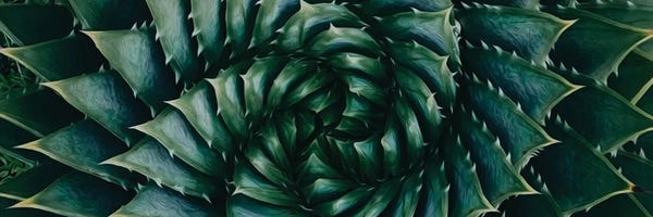 Artists From Ukraine: Aloe Aristata Close Up by Ievgeniia Bidiuk