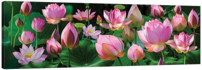 Horizontal Background Of Lotus Blossoms Canvas Art Print - Ievgeniia Bidiuk