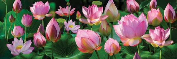 Composite Photography: Horizontal Background Of Lotus Blossoms by Ievgeniia Bidiuk
