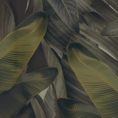 The Dull Leaves Of The Strelitzia by Ievgeniia Bidiuk canvas print