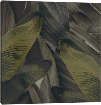 The Dull Leaves Of The Strelitzia Canvas Art Print - Bird of Paradise Art