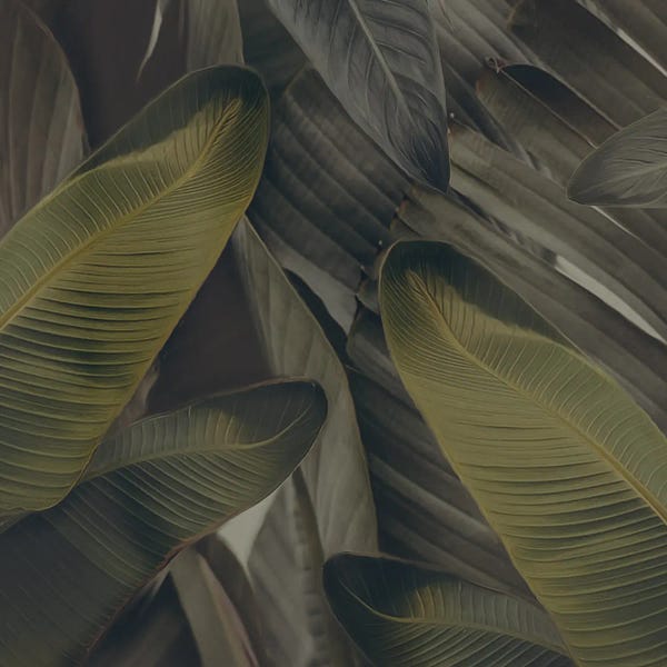 The Dull Leaves Of The Strelitzia
