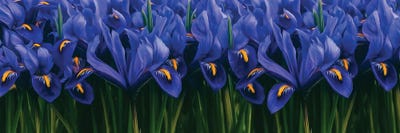Background Of Blue Irises by Ievgeniia Bidiuk acrylic art print