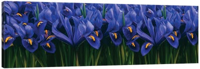 Background Of Blue Irises Canvas Art Print - Iris Art