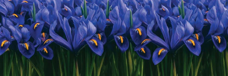 Background Of Blue Irises