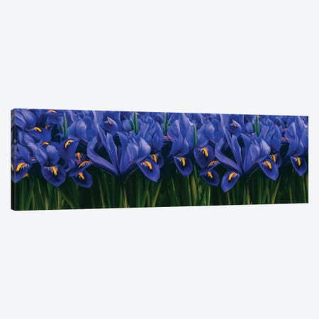 Background Of Blue Irises Canvas Print #IVG652} by Ievgeniia Bidiuk Canvas Print