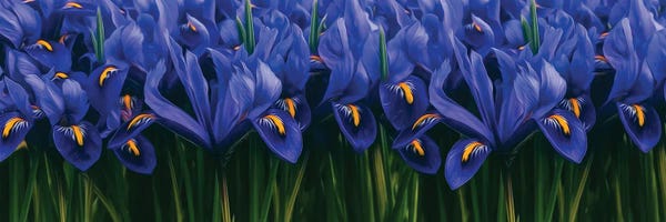 Irises: Background Of Blue Irises by Ievgeniia Bidiuk