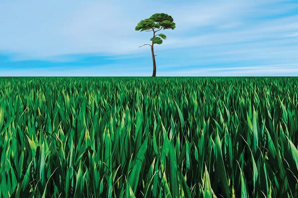 Ievgeniia Bidiuk: A Tree In A Field by Ievgeniia Bidiuk