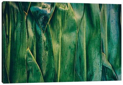 Corn Leaves Canvas Art Print - Ievgeniia Bidiuk