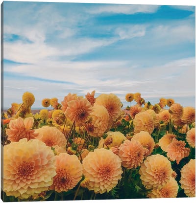 Yellow Dahlias Blooming In The Field Canvas Art Print - Ievgeniia Bidiuk