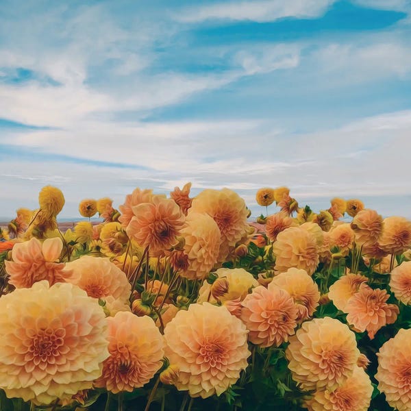 Ievgeniia Bidiuk: Yellow Dahlias Blooming In The Field by Ievgeniia Bidiuk