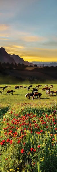 Mountain Sunrises & Sunsets: Mustangs On The Prairies Of North America by Ievgeniia Bidiuk
