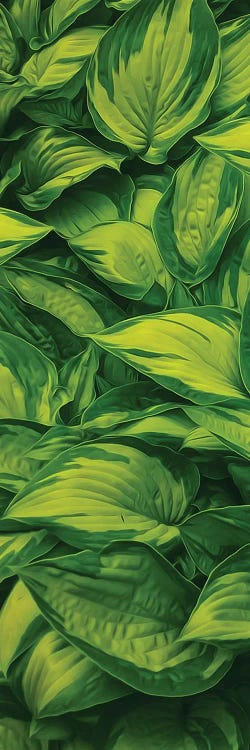 Leaves Of A Striped Hosta