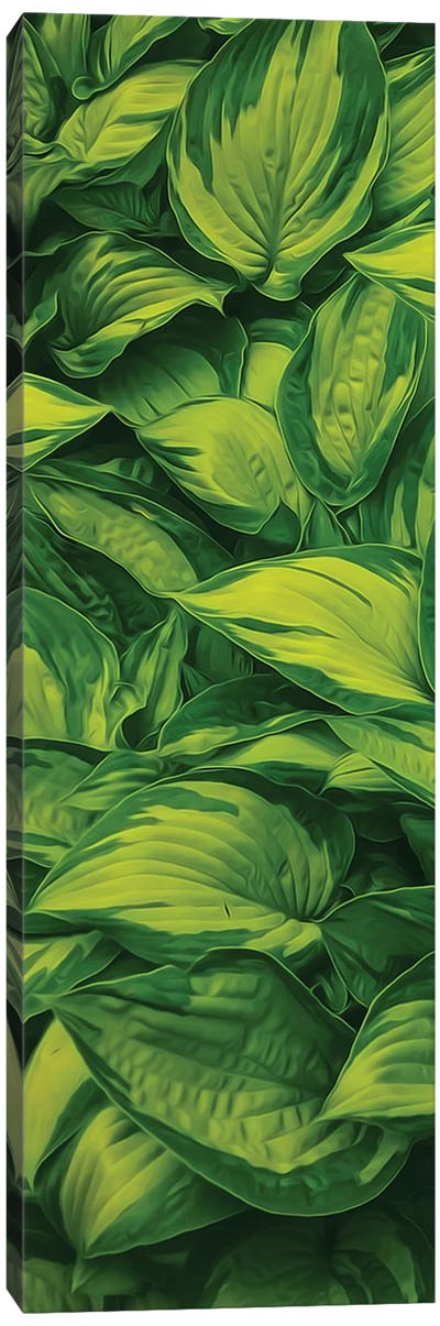 Leaves Of A Striped Hosta Canvas Art Print - Ievgeniia Bidiuk