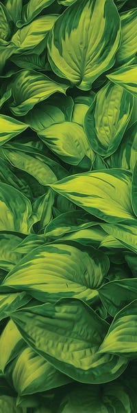 Ievgeniia Bidiuk: Leaves Of A Striped Hosta by Ievgeniia Bidiuk