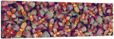 Fittonia Multicolor Canvas Art Print - Ievgeniia Bidiuk